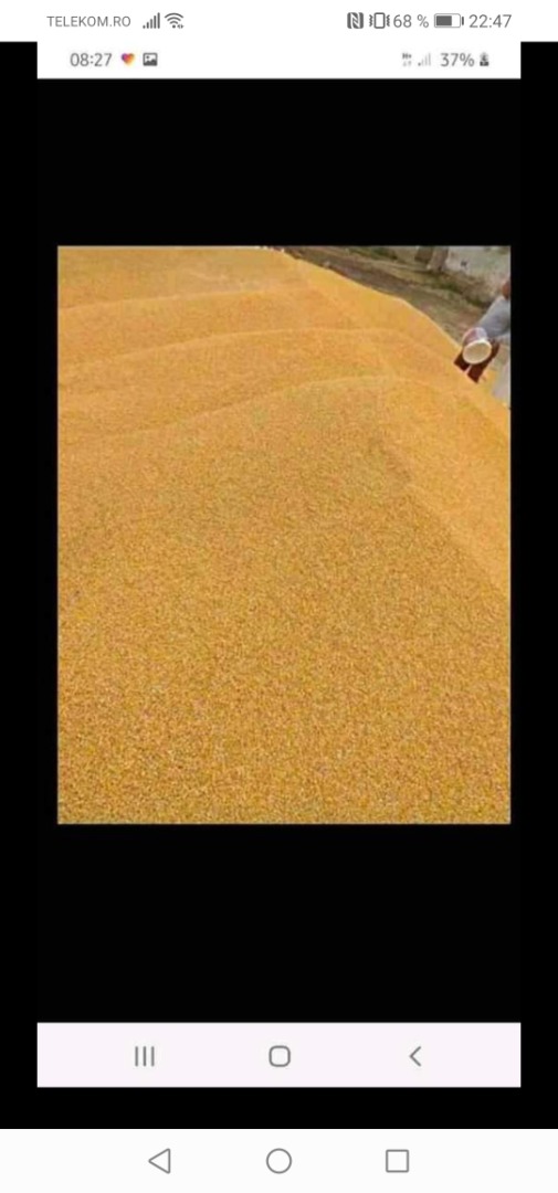 Vendo granos de maíz 0.90 RON kg