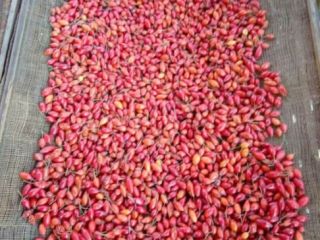 Venta de escaramujo crudo cultivado producción propia cosecha 2020