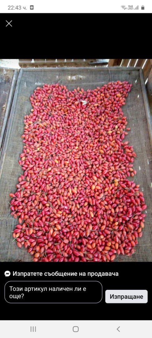 Venta de escaramujo crudo cultivado producción propia cosecha 2020 precio BGN 3 / kg