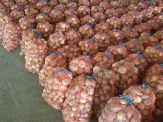 Cebollas secas de tamaño mediano
