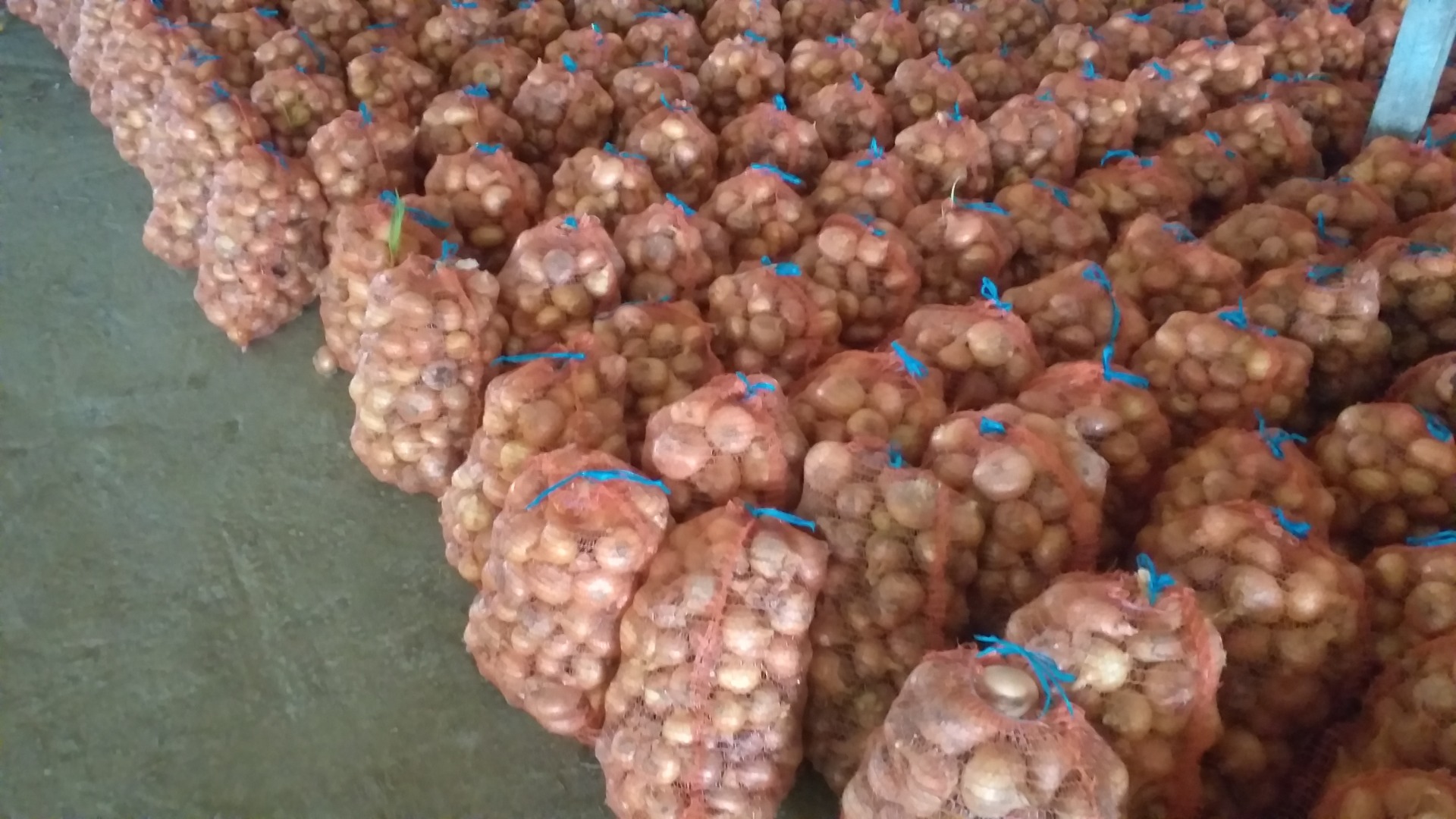 Cebollas secas de tamaño mediano