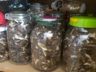 Tengo setas secas a la venta: boletes de la