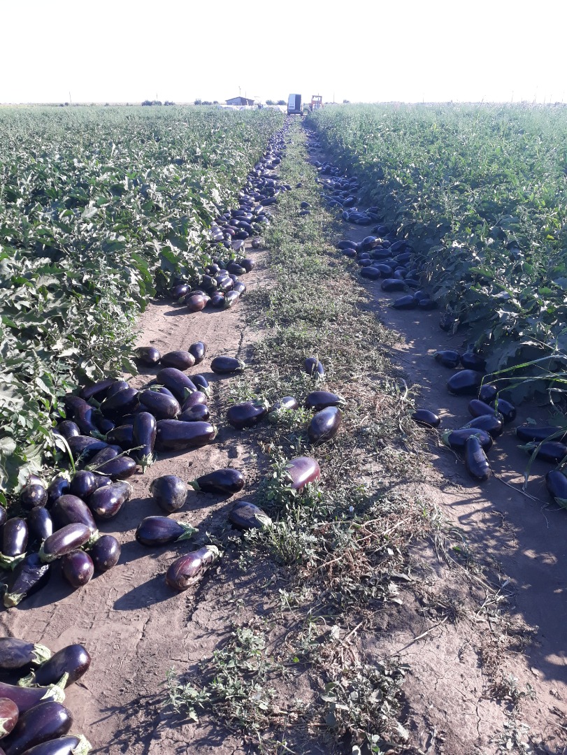 Vendo berenjenas aragonesas de alta calidad en grandes y pequeñas cantidades