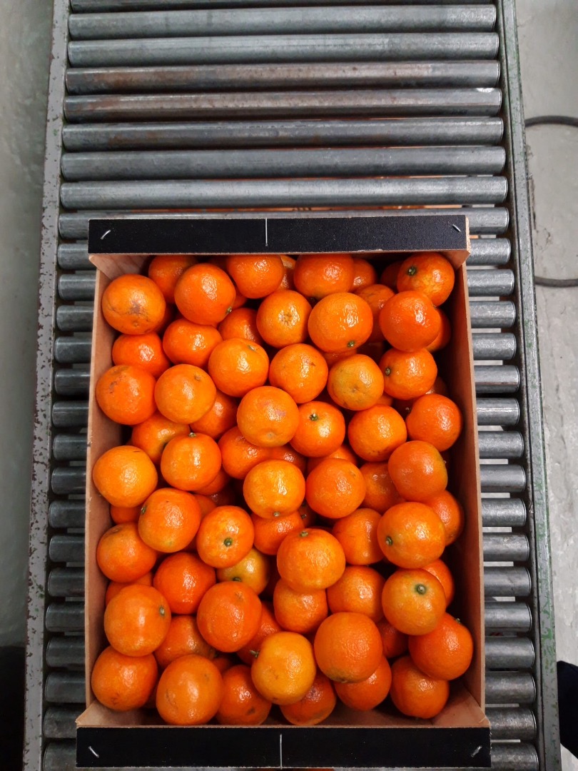 Mandarinas de productores españoles, cal