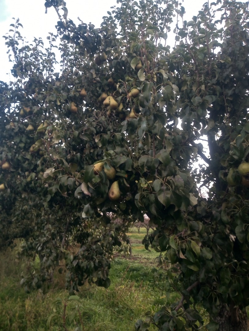 Te invito al huerto por jugosas peras