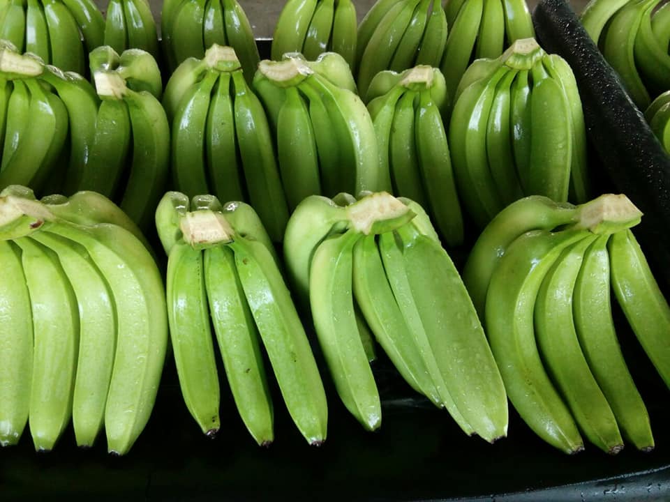 Exportamos según su necesidad el banano verde para alimentación O para consumo de banano dulce