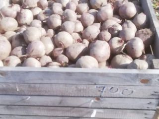 VENDO remolacha roja variedad Pablo .
