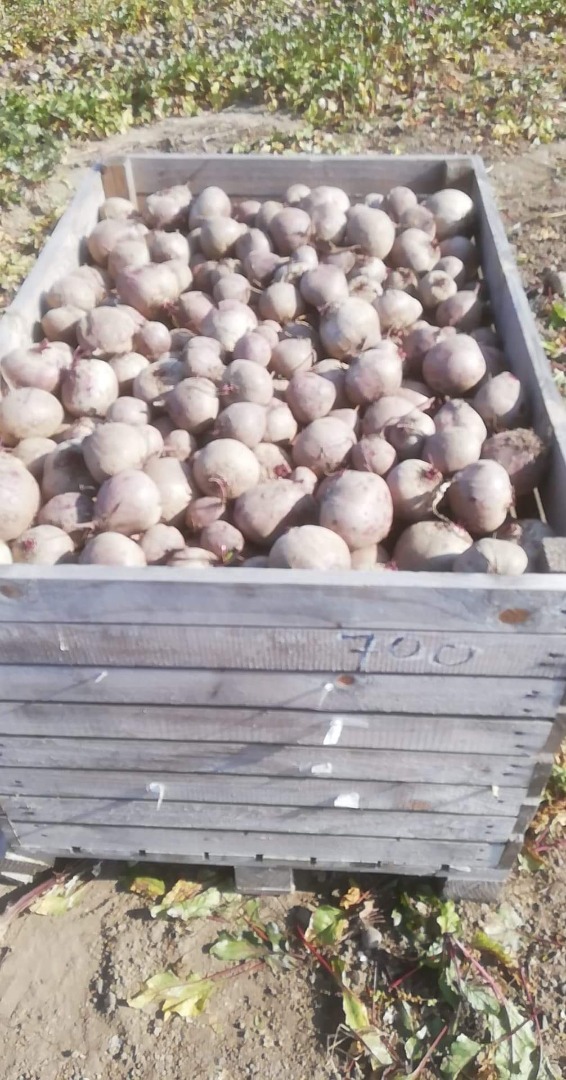 VENDO remolacha roja variedad Pablo