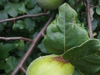 Fruto de membrillo ecológico, muy grande, de buena calidad.