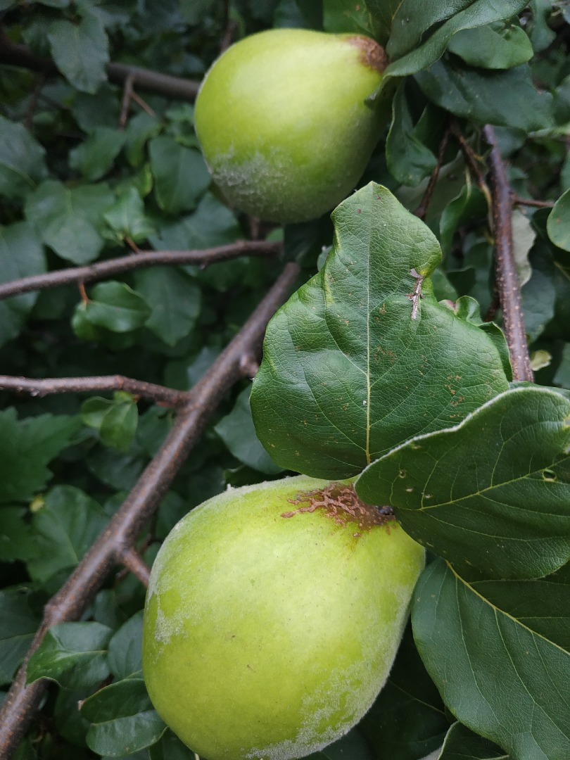 Fruto de membrillo ecológico, muy grande, de buena calidad