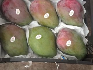 Lo venderé a granel, la cantidad de camiones, mango