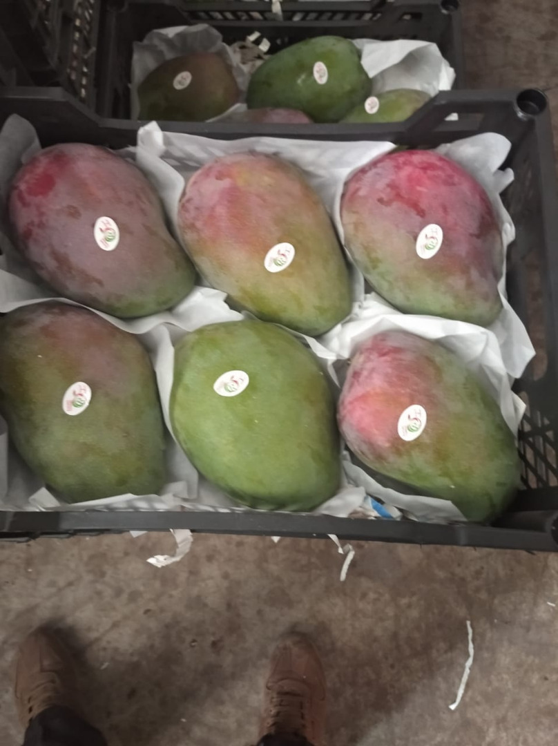 Lo venderé a granel, la cantidad de camiones, mango fresco, kit