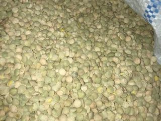 Lentejas verdes, Cosecha 2020. - pureza - 99,5% -