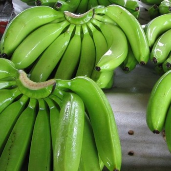 Color Verde, amarillo Diámetro 3-4cm Largo 17-20cm Edad de cosecha 7,5 - 9 semanas Tamaño 4/5/6 manos por caja de cartón 1 caja de cartón 13.5 kg peso neto