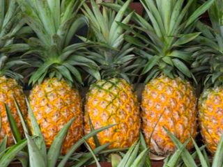 Tipo de producto Tipo de fruta tropical Estilo de