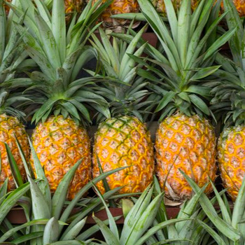 Tipo de producto Tipo de fruta tropical Estilo de piña Fresco pelado y sin pelar Tipo de cultivo Variedad común Certificación Phulae GMP, GAP Lugar de origen