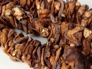 Nombre del producto Hongo Ganoderma Lucidum natural saludable para
