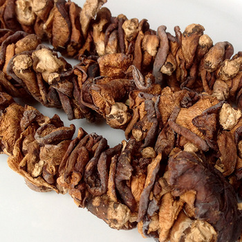 Nombre del producto Hongo Ganoderma Lucidum natural saludable para la apariencia de la salud humana Como una forma de paraguas Aplicación Comida, Productos