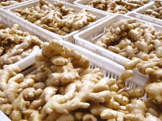 Nombre del producto Fresh Ginger Style Fresh Color Natural
