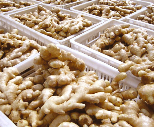 Nombre del producto Fresh Ginger Style Fresh Color Natural Yellow Tamaño 100 - 150g, 150-200g, 200-250g, 250g por pieza