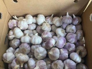 Nombre del producto Ajo fresco Variedad Ajo blanco normal