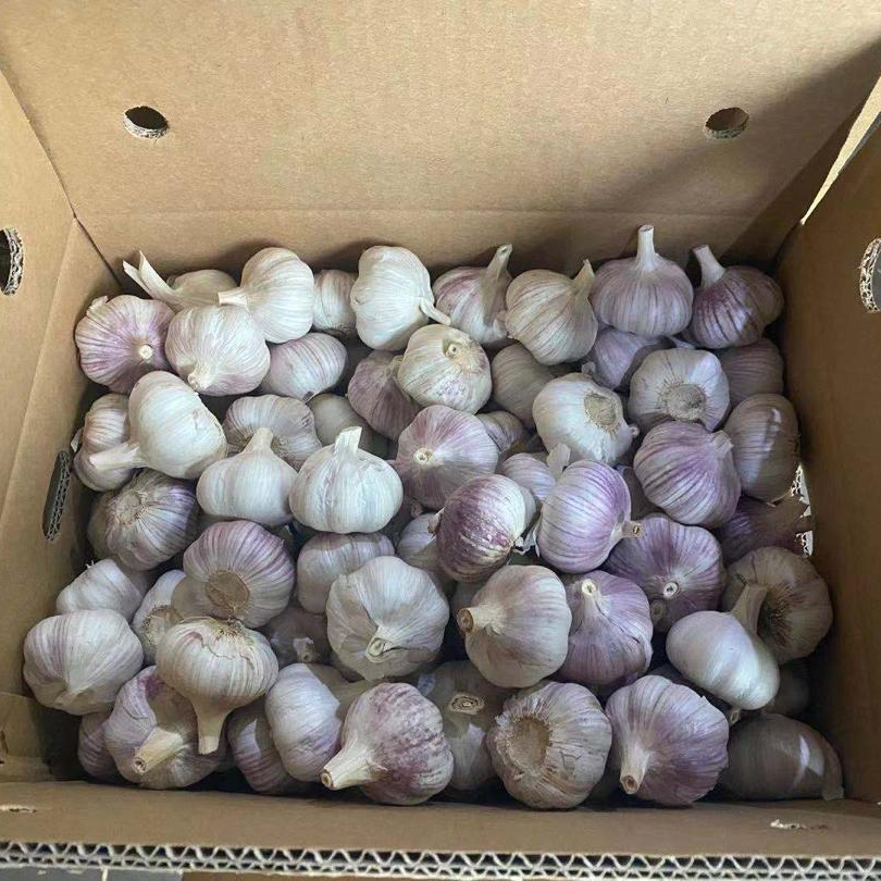 Nombre del producto Ajo fresco Variedad Ajo blanco normal Tamaño 4.5-5.0cm, 5.0-5.5cm, 5.5-6.0cm Temperatura de transporte -3 - 0 ° C Ahorre tiempo 9 meses en