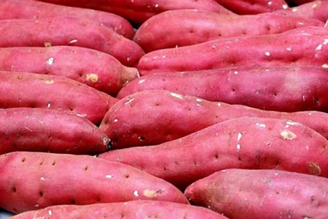 Nombre del producto Batata fresca Color de la fruta Batata japonesa Púrpura, forma amarilla Tubérculo ovalado o alargado, torcido / constreñido, no mal