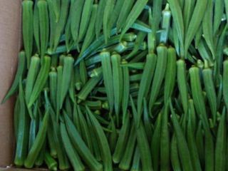 MEJOR OKRA FRESCA DE SUDÁFRICA 1, calidad superior 2,