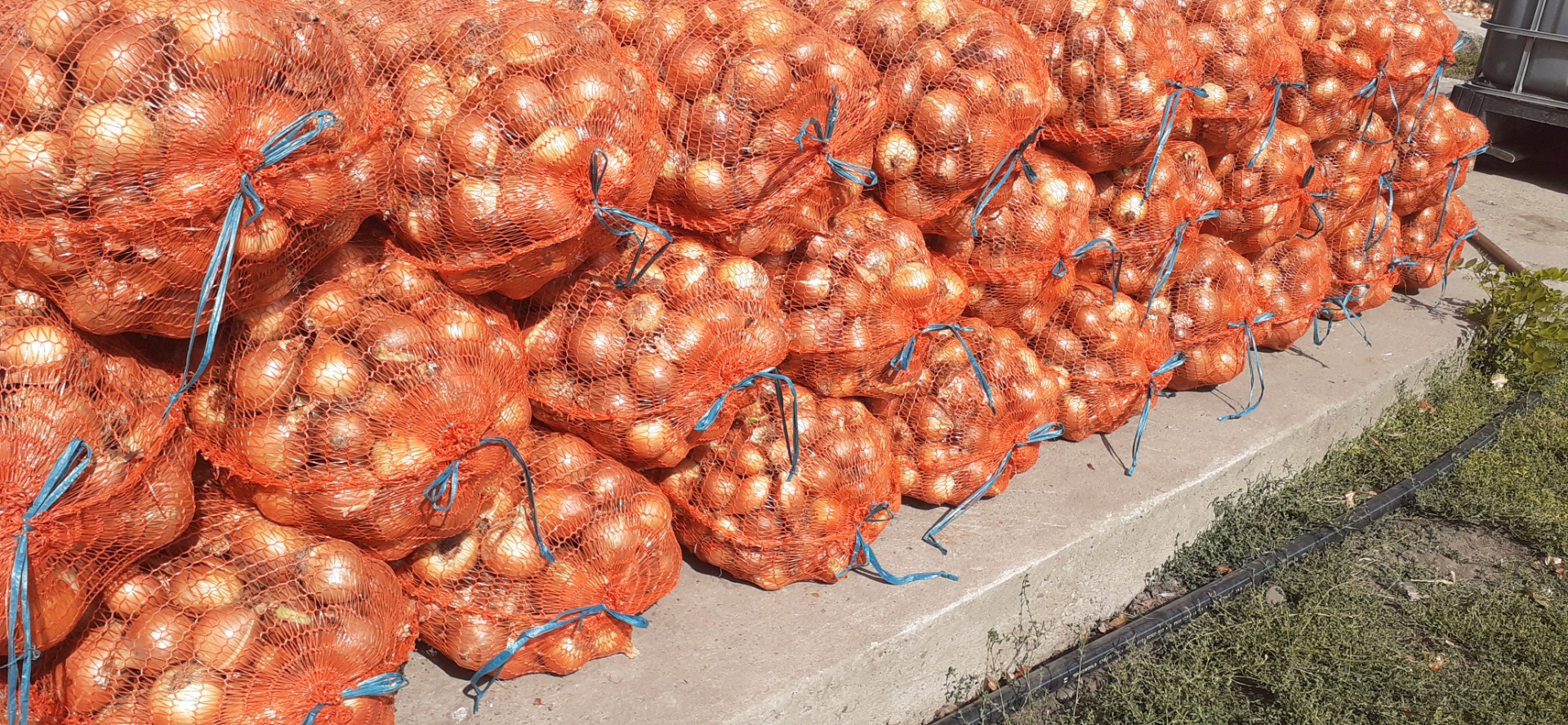 Cebollas del banco seco y envasadas en sacos de 18 kg