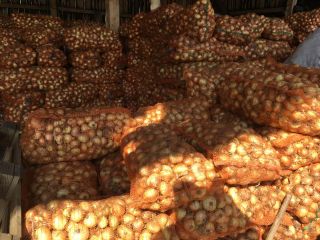 Vender cebolla Stuttgarten, 60 T, precio 0,13 euro /