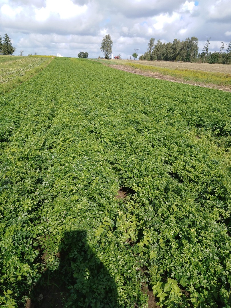 Hola, vendo perejil recién cortado del campo