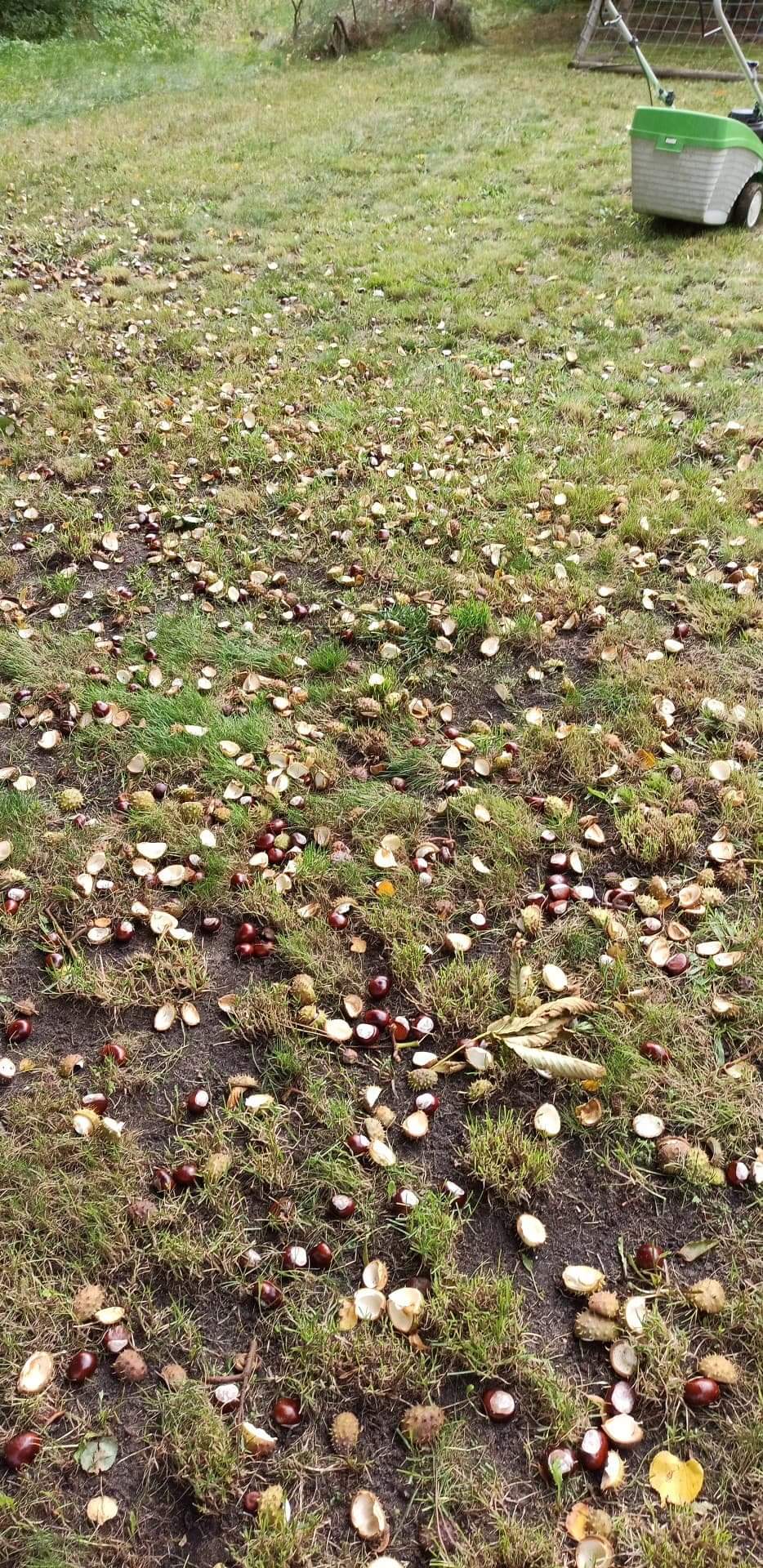 Venderé castañas de mi propio castaño