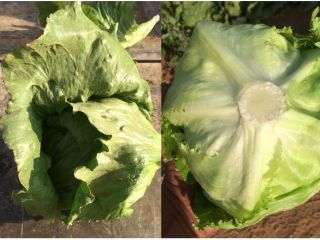Exstra Sp.zo.o. le ofrece una entrega de lechuga iceberg
