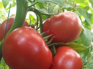 Vendemos tomates de una variedad de alta calidad en