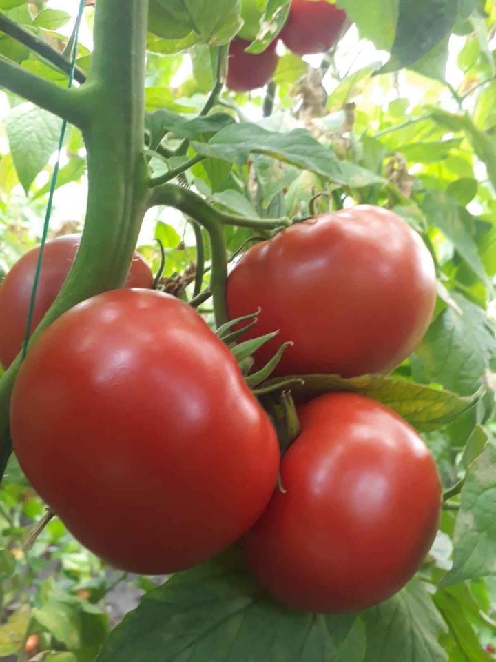 Vendemos tomates de una variedad de alta calidad en toneladas desde Turquía