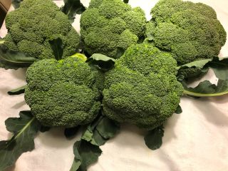 Vendo brócoli 100% orgánico. grandes cantidades. Más información en