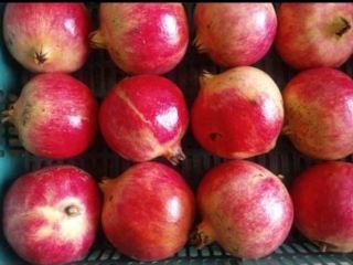 Tenemos el mejor producto del mundo (una familia de