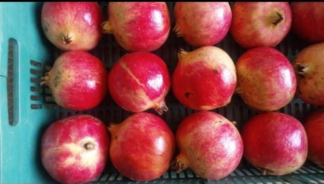 Tenemos el mejor producto del mundo (una familia de agricultores) Usted puede elegir entre producto a granel o envasado