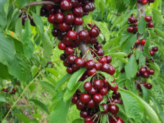 Para la venta de micro finca de 5,5 ha