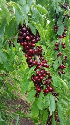 Para la venta de micro finca de 5,5 ha de huerto de cerezos y 3 ha de lavanda
