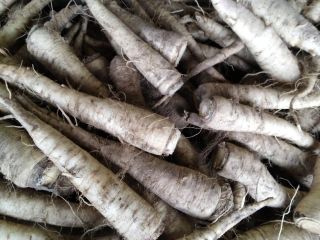 Venderé perejil para elaboración, variedad Olomouc, con brotes laterales,