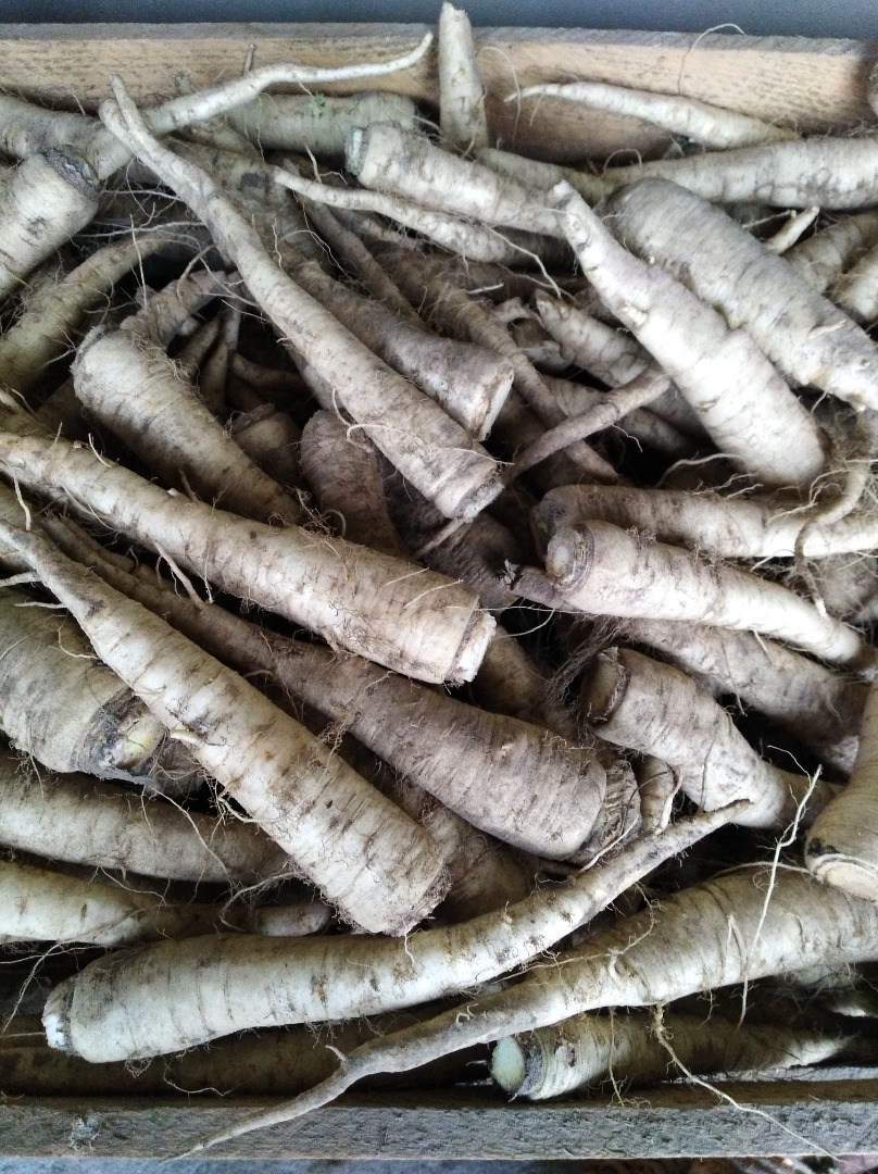 Venderé perejil para elaboración, variedad Olomouc, con brotes laterales, recién salido del campo, empañado