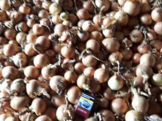 Hola, vendo cebolla amarilla, suelta o empacada en saco