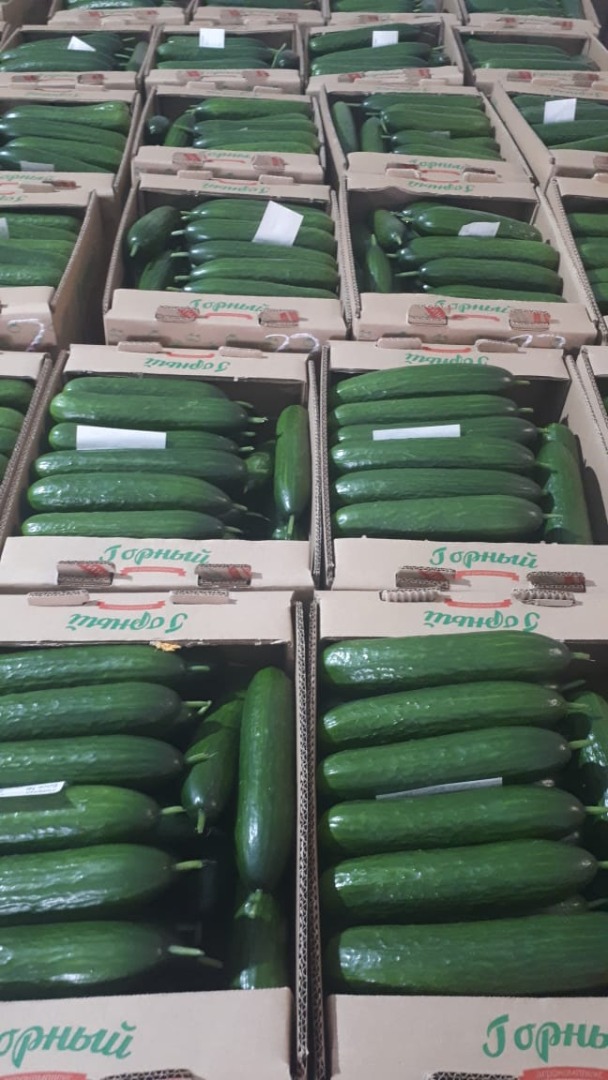 Pepino fresco, variedad "Meva" de primera categoría