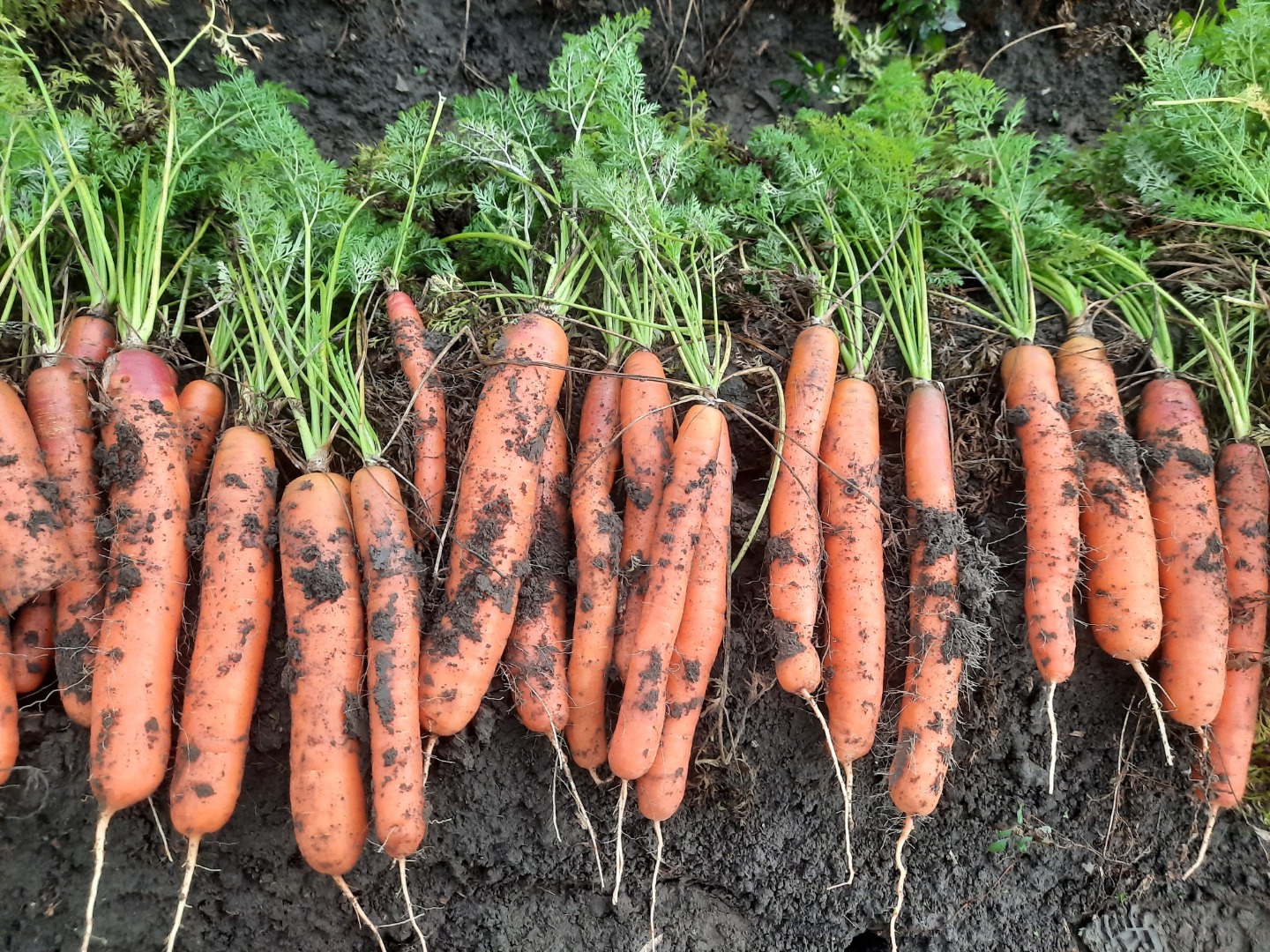 Zanahorias baltimore