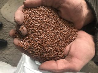 Mostaza blanca, libre de glifosato, envasada en Big Bag,