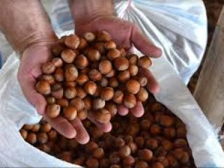 Venderé avellanas a granel. El producto se selecciona cuidadosamente