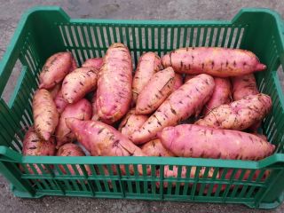 Venderé batatas, frescas, producción POLACA. Batatas sin certificado, pero