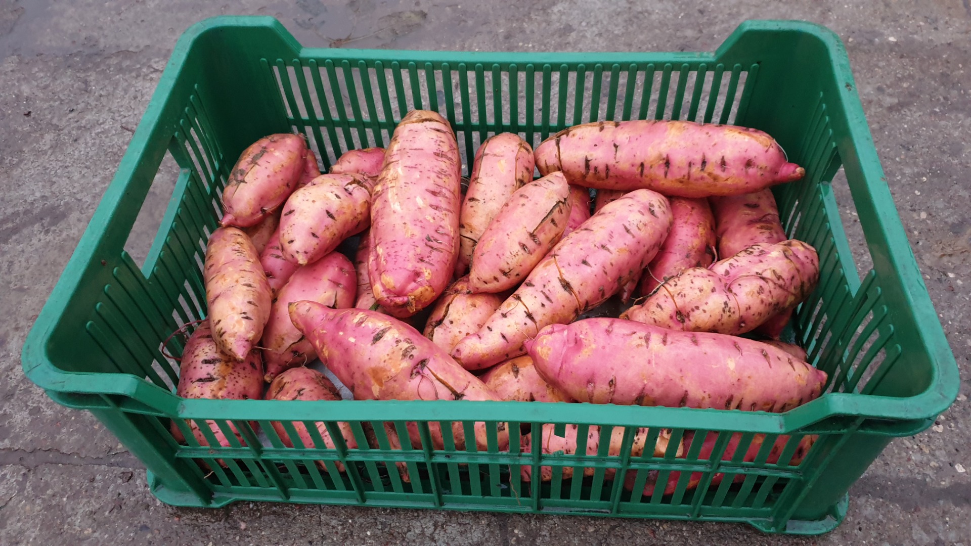 Venderé batatas, frescas, producción POLACA